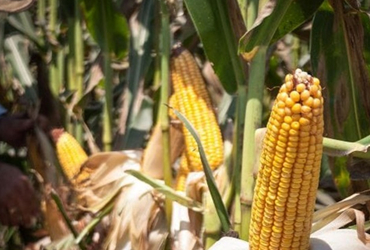 Segalmex comprará 521,000 toneladas de maíz para sumarse al plan contra la inflación