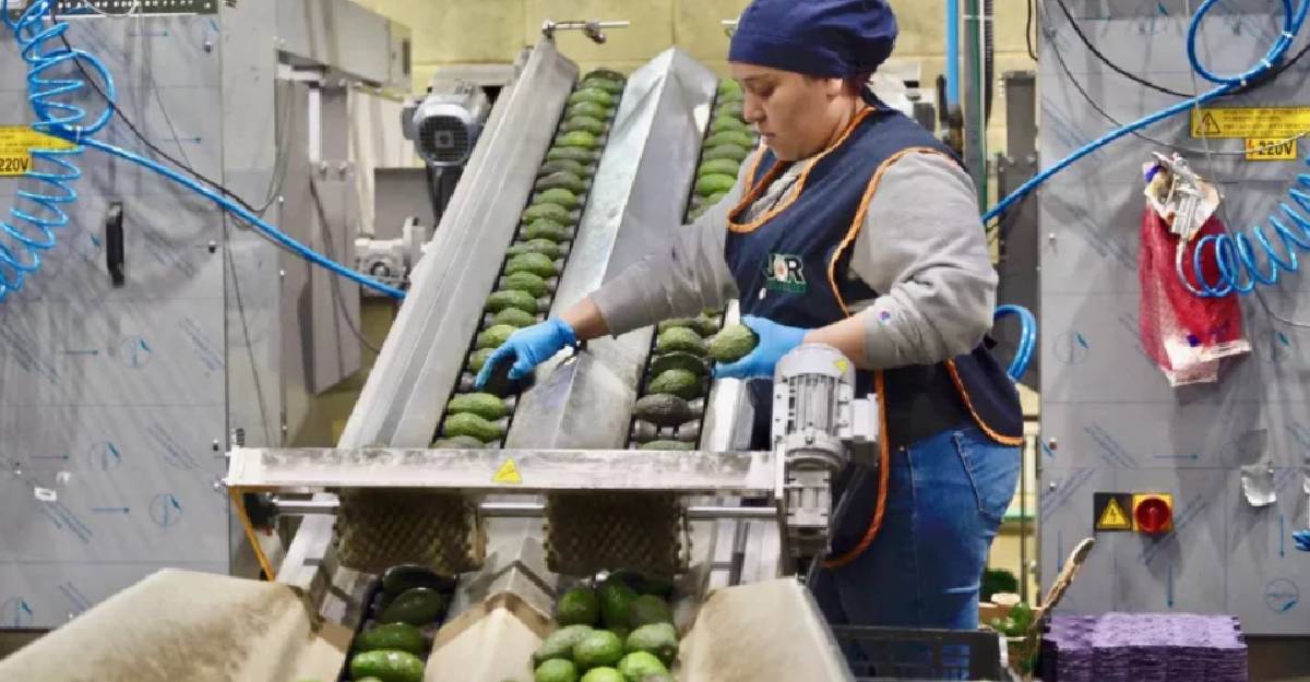 México llega a la revisión agro del T-MEC con una caída de sus exportaciones a EU