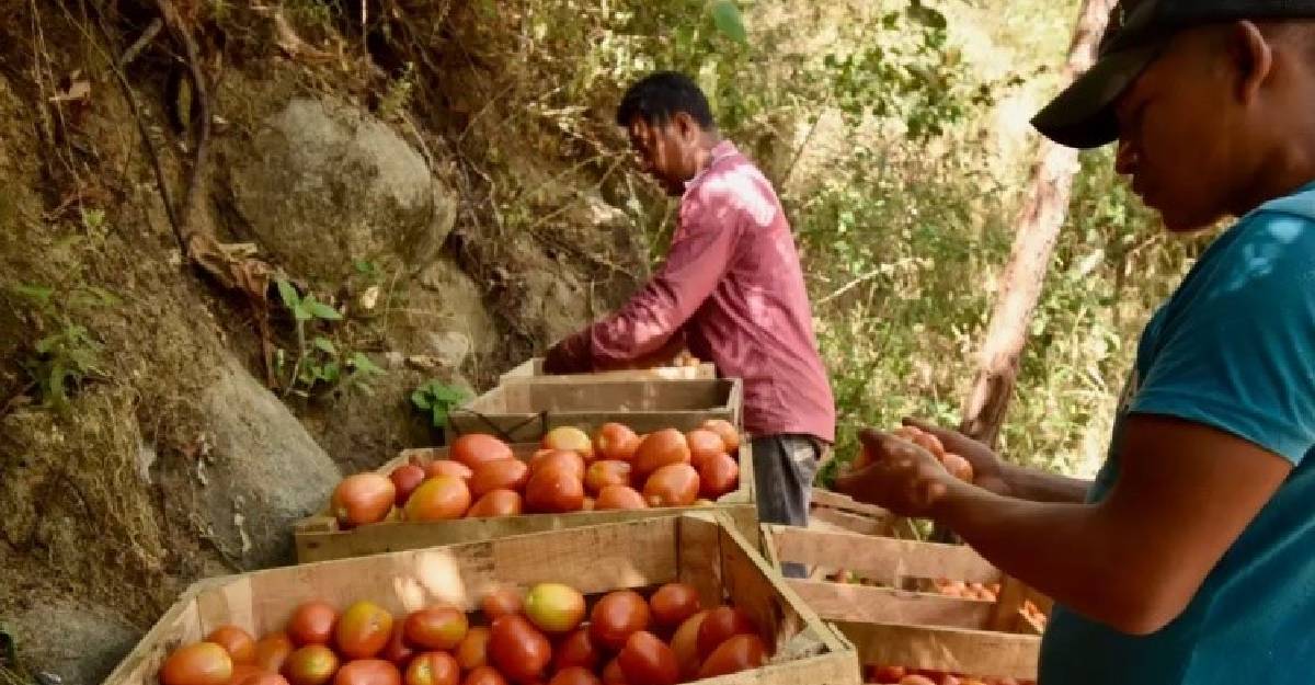 Tomates y aguacate, foco de fricciones entre México y EU con regreso de Trump
