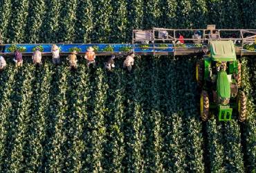 Trabajo forzoso y migración laboral elevan riesgo comercial del agro en T-MEC